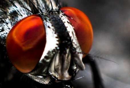 El señor de las moscas reseña Golding