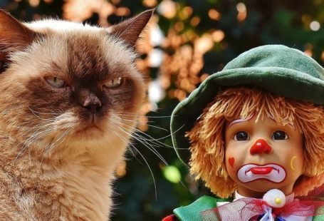 Calidad independiente opinión