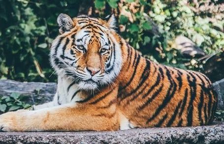 Reseña Bestiario Julio Cortázar