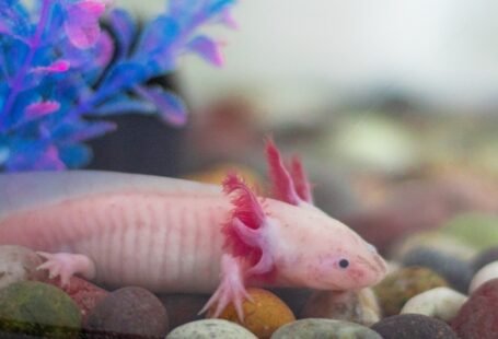 Axolotl