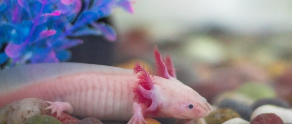 Axolotl